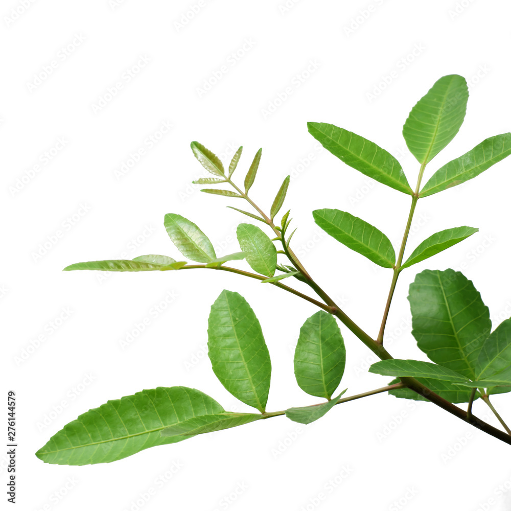Obraz premium Green tree leaf isolated on white background
