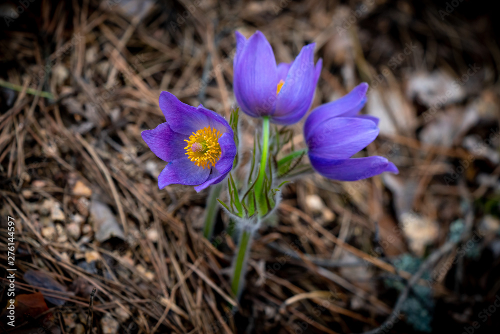 Pulsatilla patens or Eastern pasqueflower Pulsatilla patens or Eastern pasqueflower