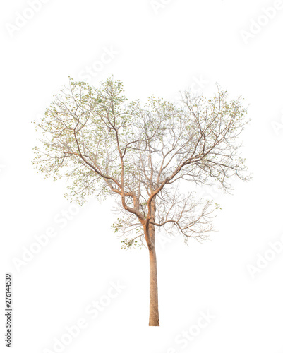 Tree isolated on white © EKKAPON