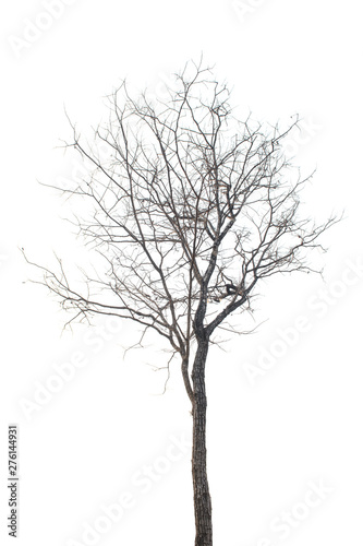 Tree isolated on white © EKKAPON