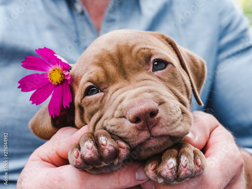 Cute, charming puppy and a bright, pink flower. Close-up. Pet Care Concept