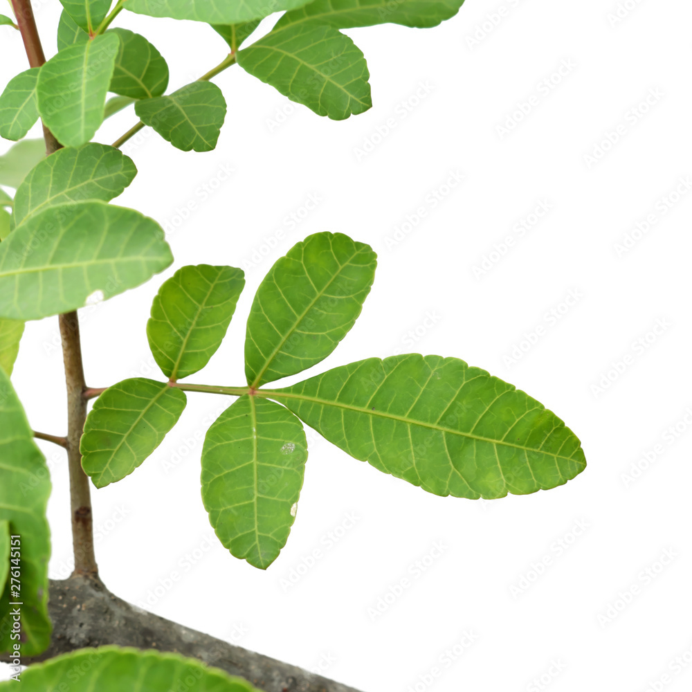 Fototapeta premium Green tree leaf isolated on white background