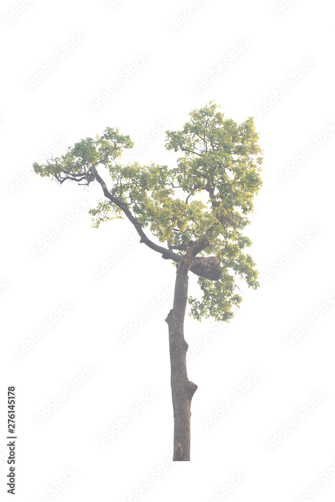 Fototapeta premium Tree isolated on white
