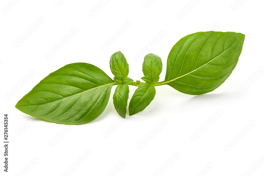 Fresh organic Basil Leaves, close-up, isolated on white background
