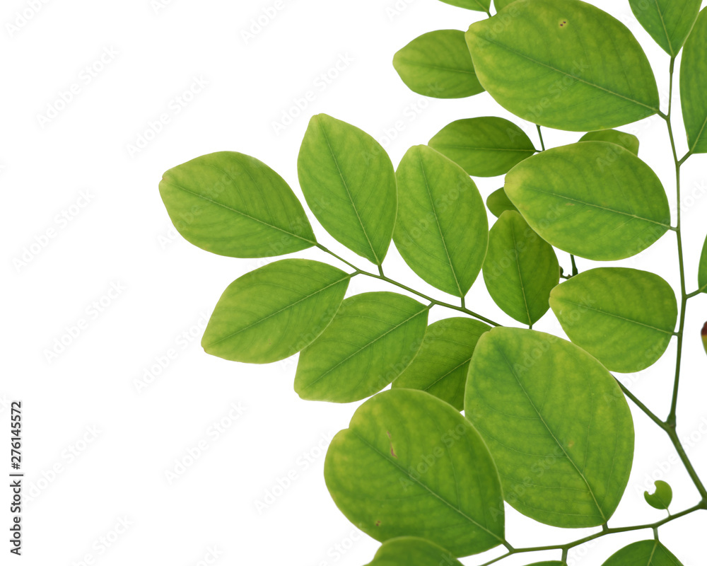 Green tree leaf isolated on white background Green tree leaf isolated on white background