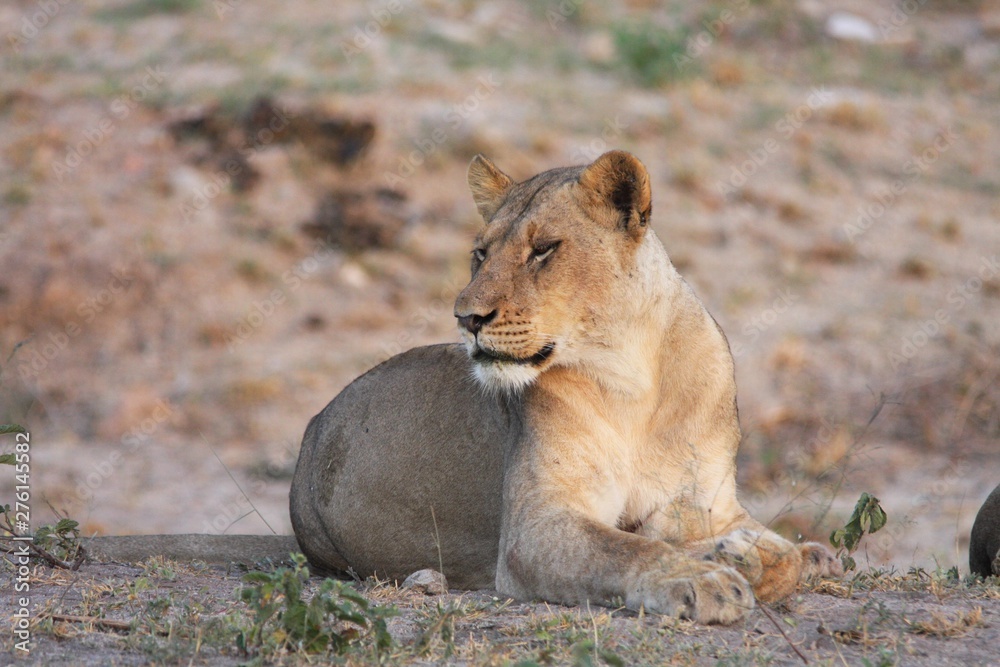 une lionne en Afrique du Sud une lionne en Afrique du Sud