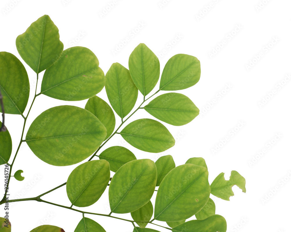 Fototapeta premium Green tree leaf isolated on white background