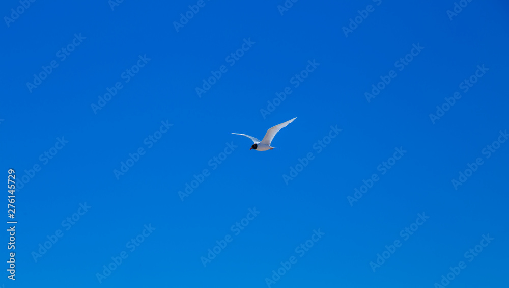 Seagulls in the air on summer beach