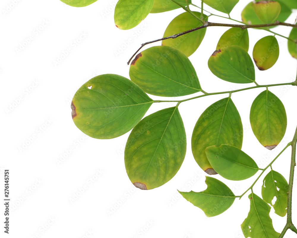 Green tree leaf isolated on white background