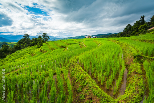 Fototapeta Naklejka Na Ścianę i Meble -  Paddy Rice Field Plantation Landscape with Mountain View Background