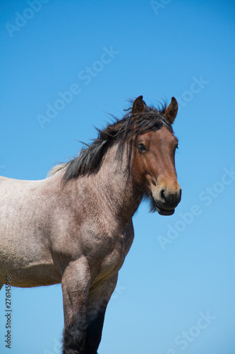 Fototapeta Naklejka Na Ścianę i Meble -  Dutch Draft horse
