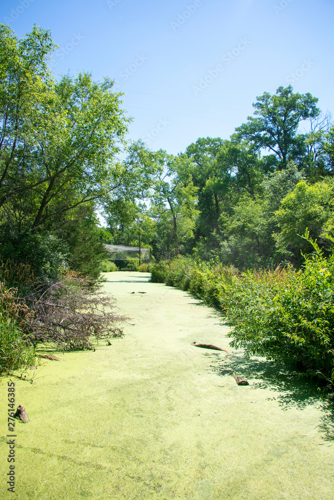 Green Algae Stream
