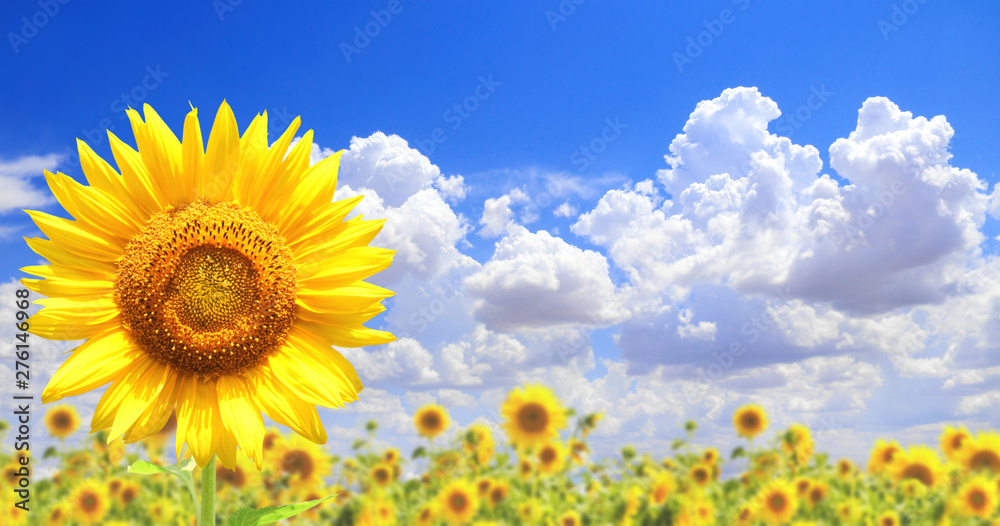 Sunflowers on blue sky background - obrazy, fototapety, plakaty 