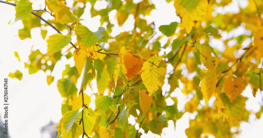 Autumn Impressions - beautiful autumnal leaves of birch tree - camera pan - ProRes Autumn Impressions - beautiful autumnal leaves of birch tree - camera pan - ProRes