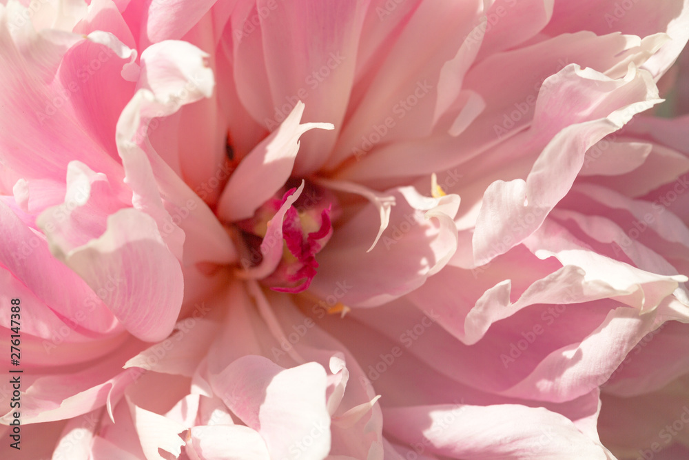 Beautiful pink peony flower. Close up detail of a common garden peony. Selective focus, shallow depth of field.