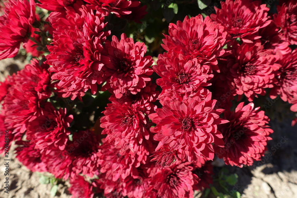 Close view of red flowers of Chrysanthemums in mid October Close view of red flowers of Chrysanthemums in mid October