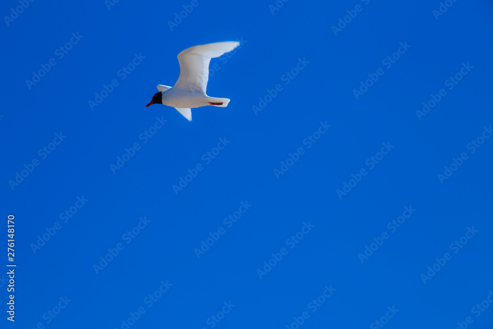 Seagulls in the air on summer beach Seagulls in the air on summer beach