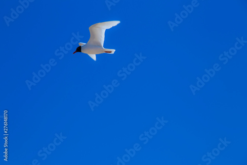 Seagulls in the air on summer beach