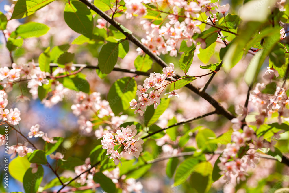 Spring flowers. Spring border or background art with pink blossom. Beautiful nature scene with blooming tree and sun flare. Sunny day. Beautiful Orchard. Spring flowers. Spring border or background art with pink blossom. Beautiful nature scene with blooming tree and sun flare. Sunny day. Beautiful Orchard.