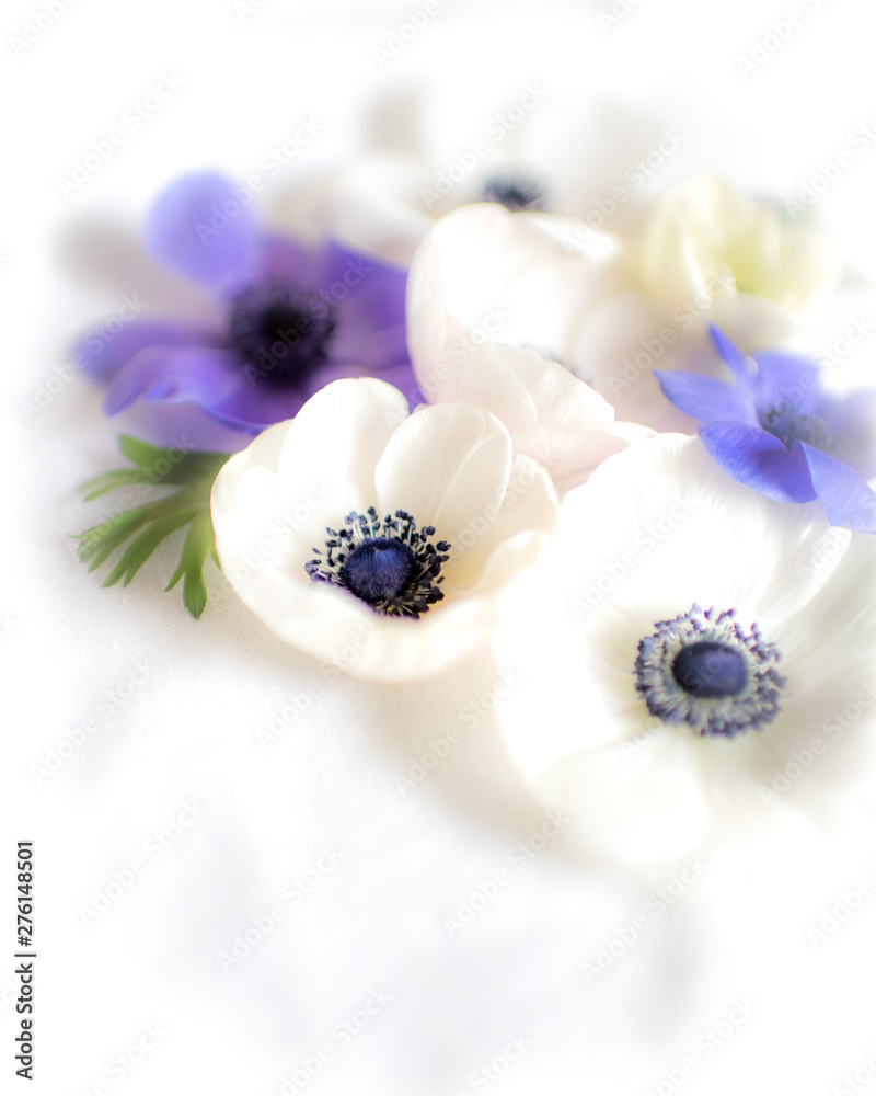 anemones anemones