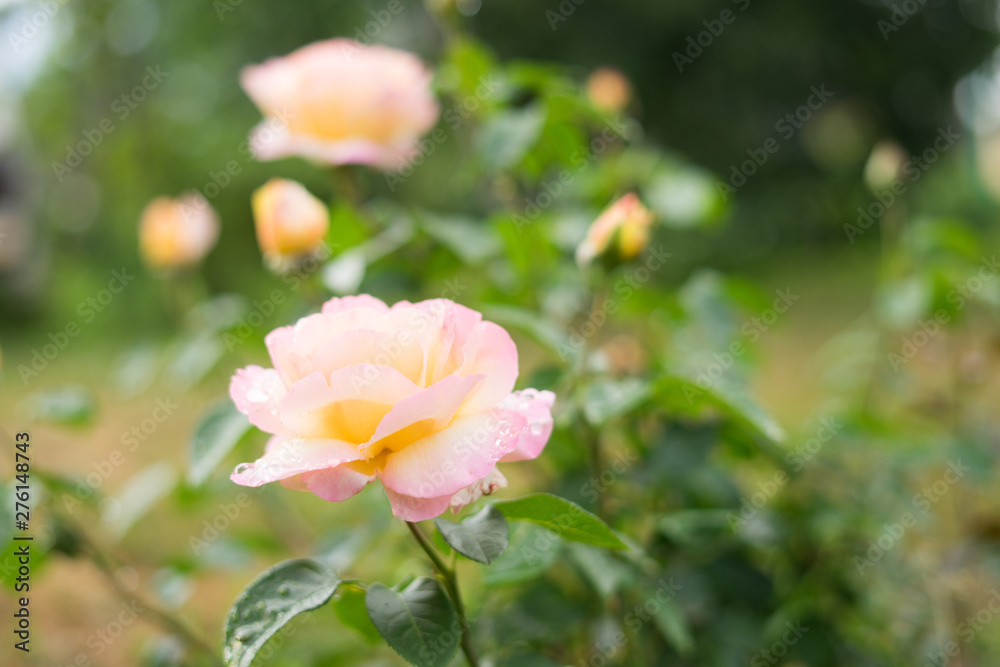 Fototapeta premium pink rose