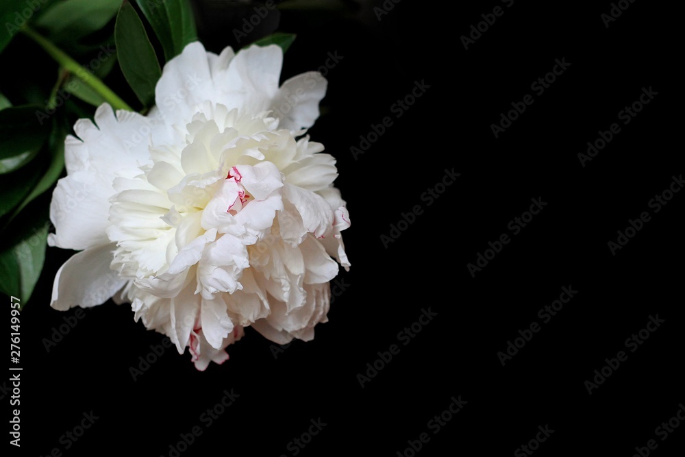 White peony flower on black background. Macro photo, copy space. White peony flower on black background. Macro photo, copy space.