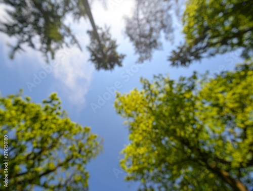Shot of tall trees framing the sky in the middle. Bright green tree tops vertical on blue sky background. The forest trees tops vertical on blue sky. Forest view from below.