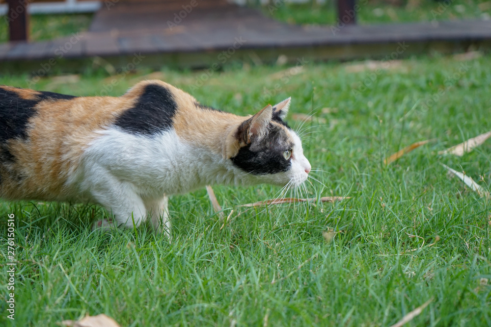 Female three colour (orange, white, black) on its wool is stare and stand on the grass feild.