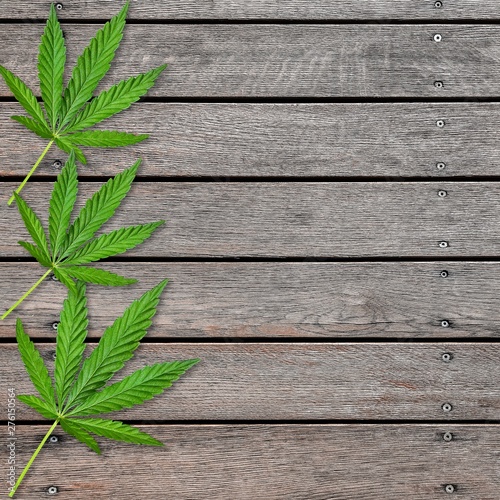 Cannabis or hemp leaves on old gray wooden table. Flat lay. Template or mock up