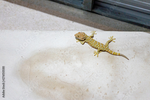 scary Gecko climbs and sticks on the cement wall in toilet - Sourteast Asia.