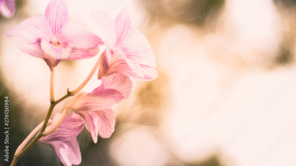 Purple Orchid flower on green blur bokeh background. Tropical natural concept Purple Orchid flower on green blur bokeh background. Tropical natural concept