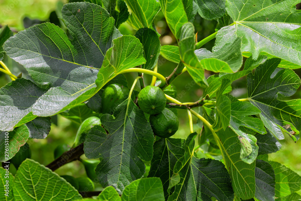 Fototapeta premium A fig tree with figs ripening