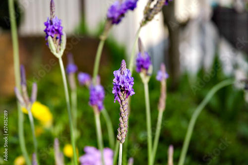 Half out lavender flowers in Japan