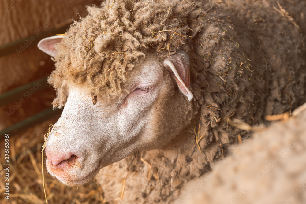 Domestic sheep in pen on livestock farm Domestic sheep in pen on livestock farm