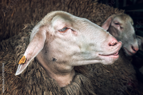 Domestic sheep in pen on livestock farm photo