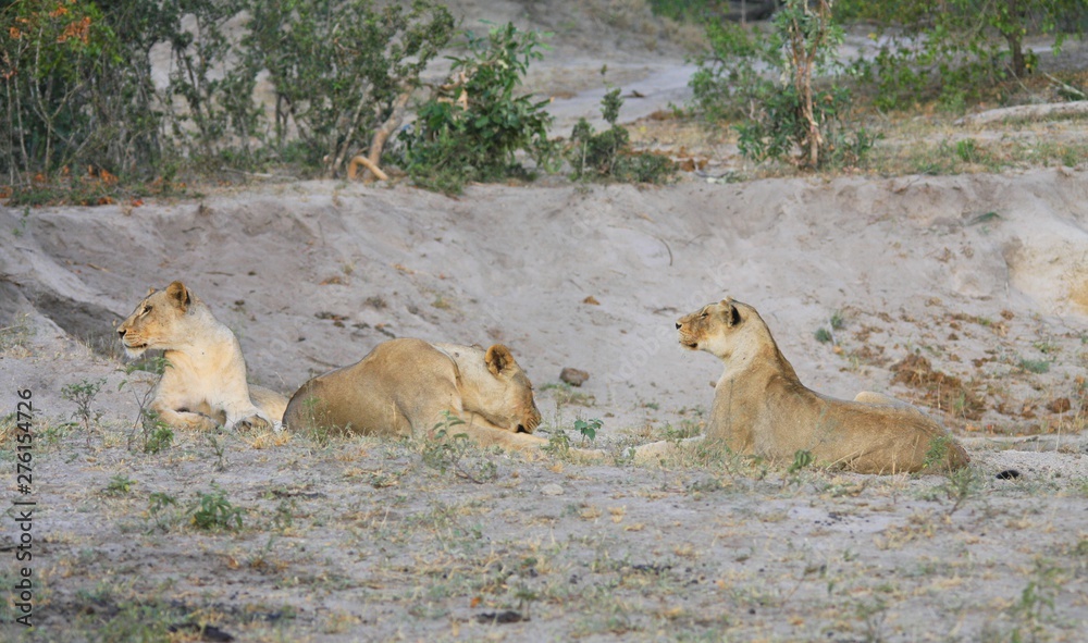 un groupe de lionnes dns la savane en Afrique du Sud un groupe de lionnes dns la savane en Afrique du Sud