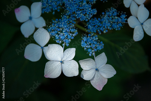 鎌倉　額紫陽花２