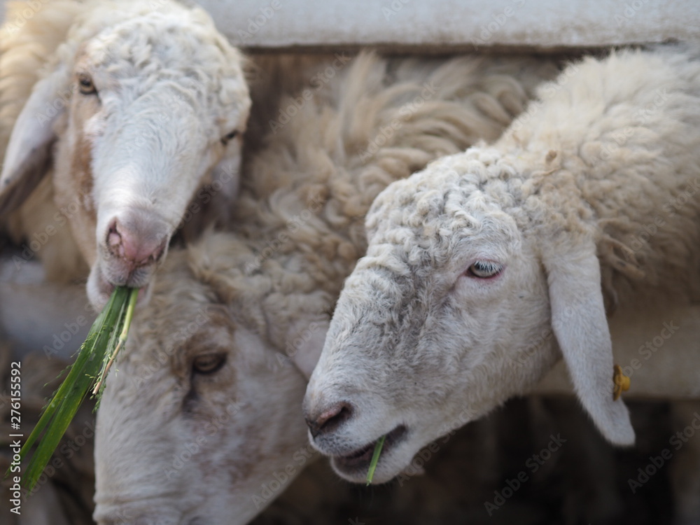 Fototapeta premium Sheep in farm animals closeup face Fleece