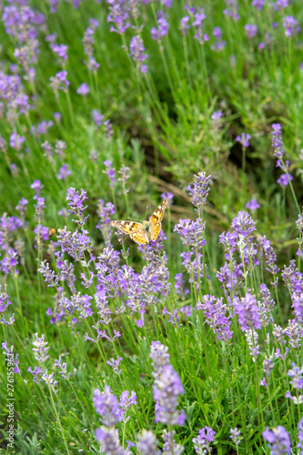 Organic honey farm  production of lavender honey  bee and butterfly on lavender flowers