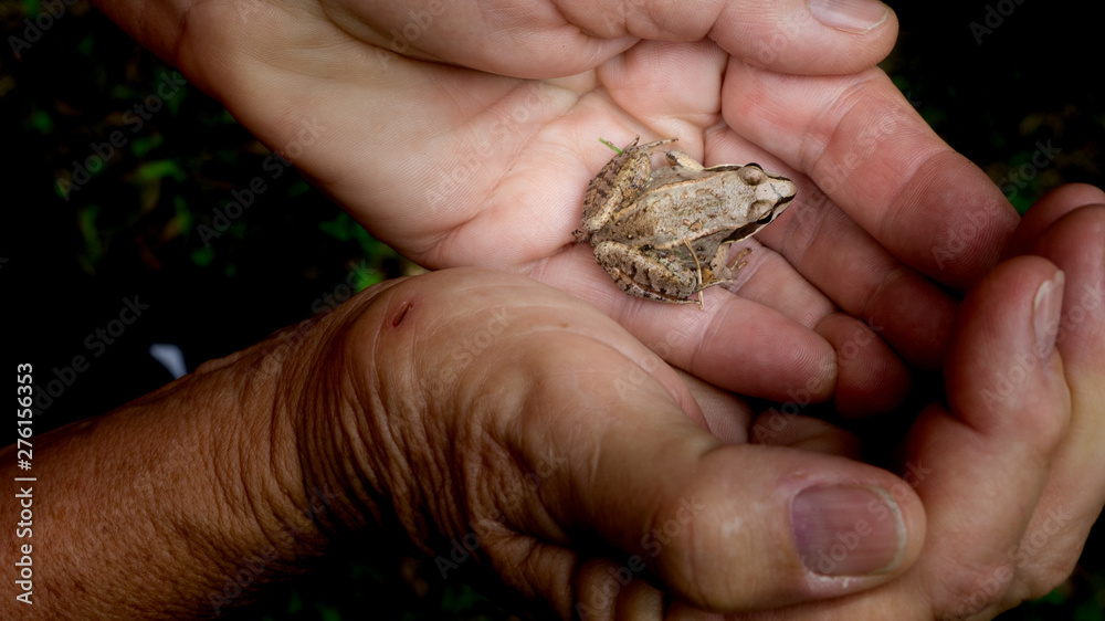 Small tree frog nestled in hands Small tree frog nestled in hands