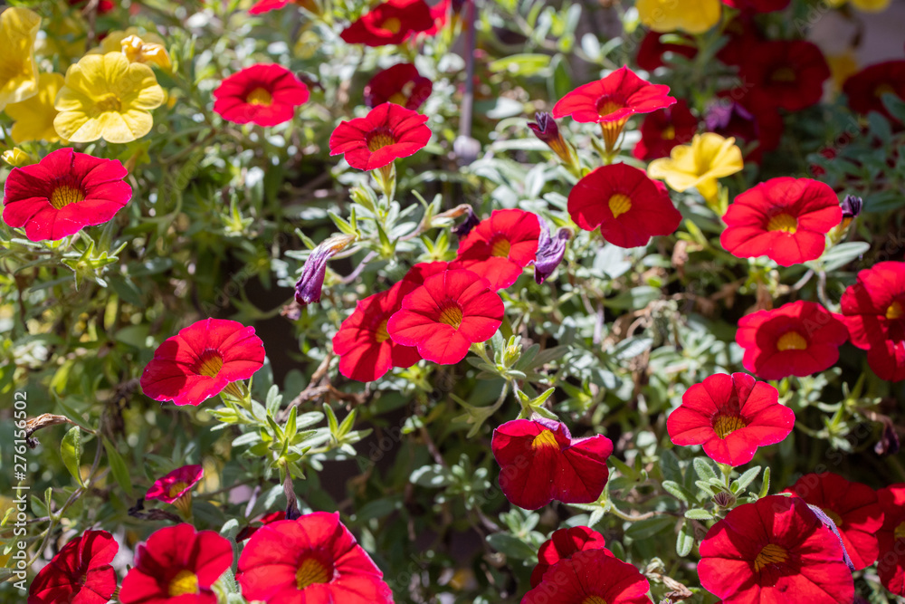 Red Yellow Flowers