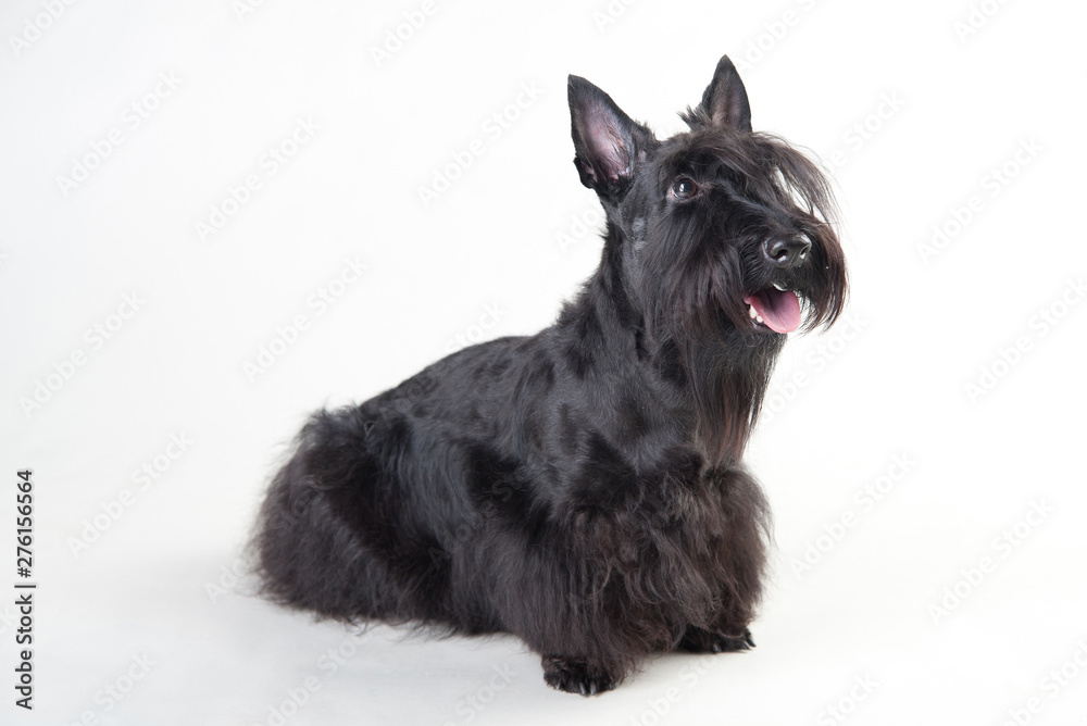 Young scottish terrier on a white background