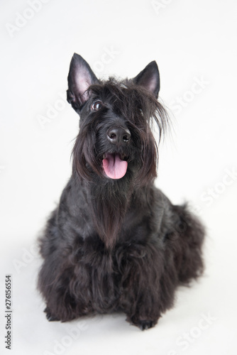 Young scottish terrier on a white background