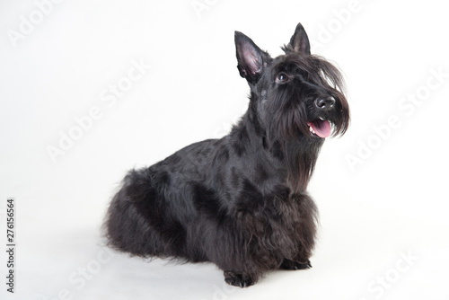 Young scottish terrier on a white background