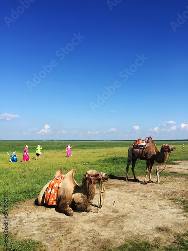 Camels on the prairie, zhangjiakou, hebei province, China.