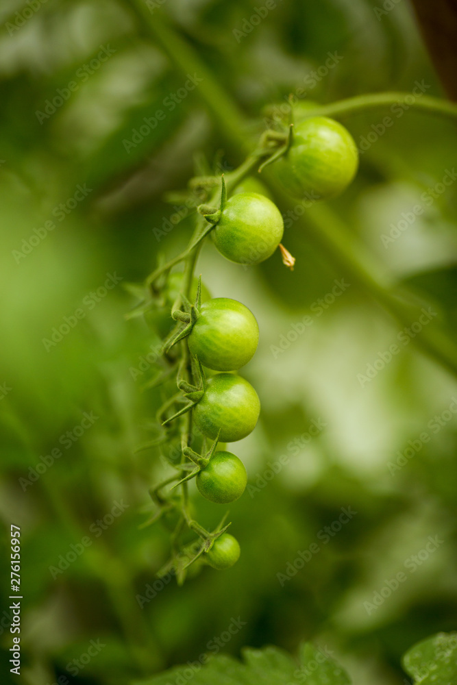  Cherry tomatoes on a branch in closed ground