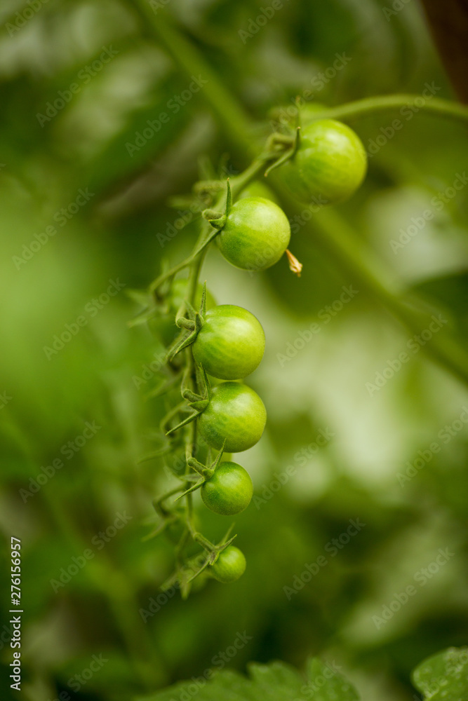 Cherry tomatoes on a branch in closed ground Cherry tomatoes on a branch in closed ground