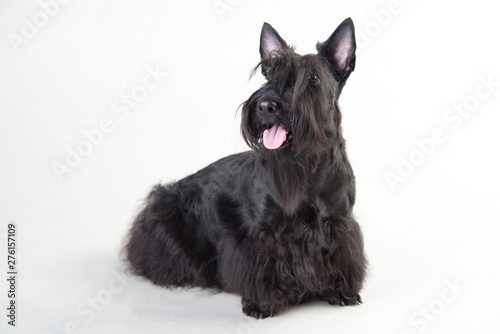 Young scottish terrier on a white background
