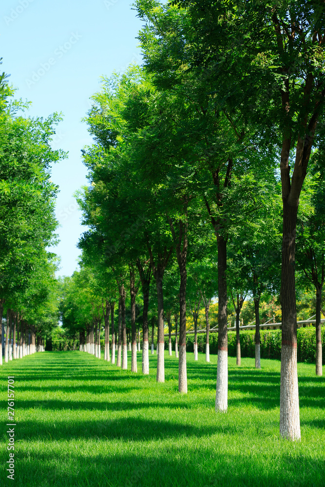 Forest park scenery Forest park scenery