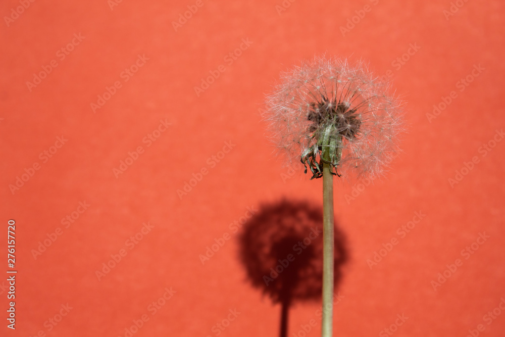 Dandelion on a red background. There is a shadow below. Isolated. Copy space. There is a place for text.